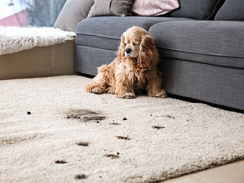 Pet Dirty Carpet