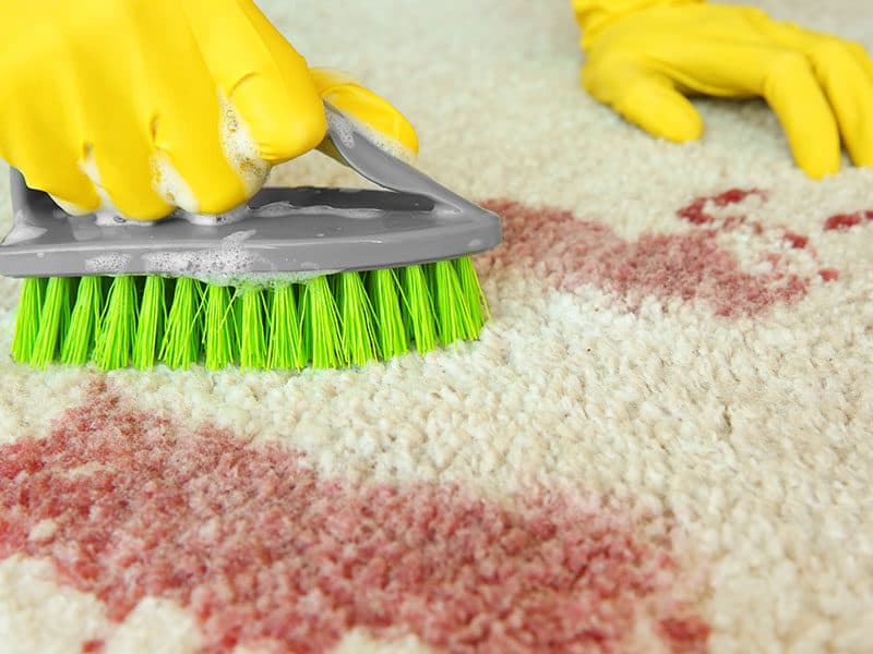 Cleaning Carpet by Brush