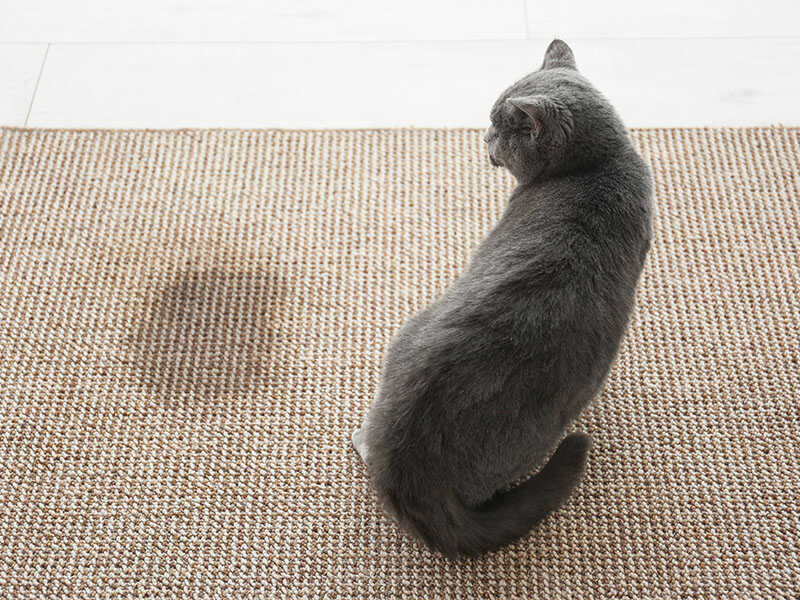 Cute Cat On Carpet Near