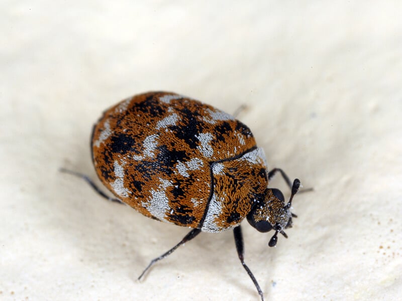Varied Carpet Beetles
