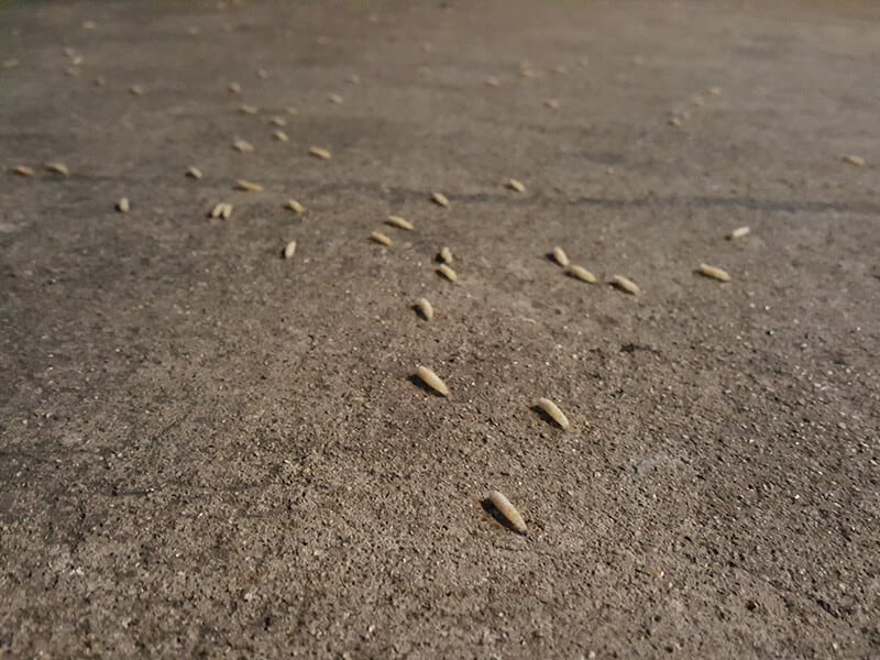 Fly Worms on Floor