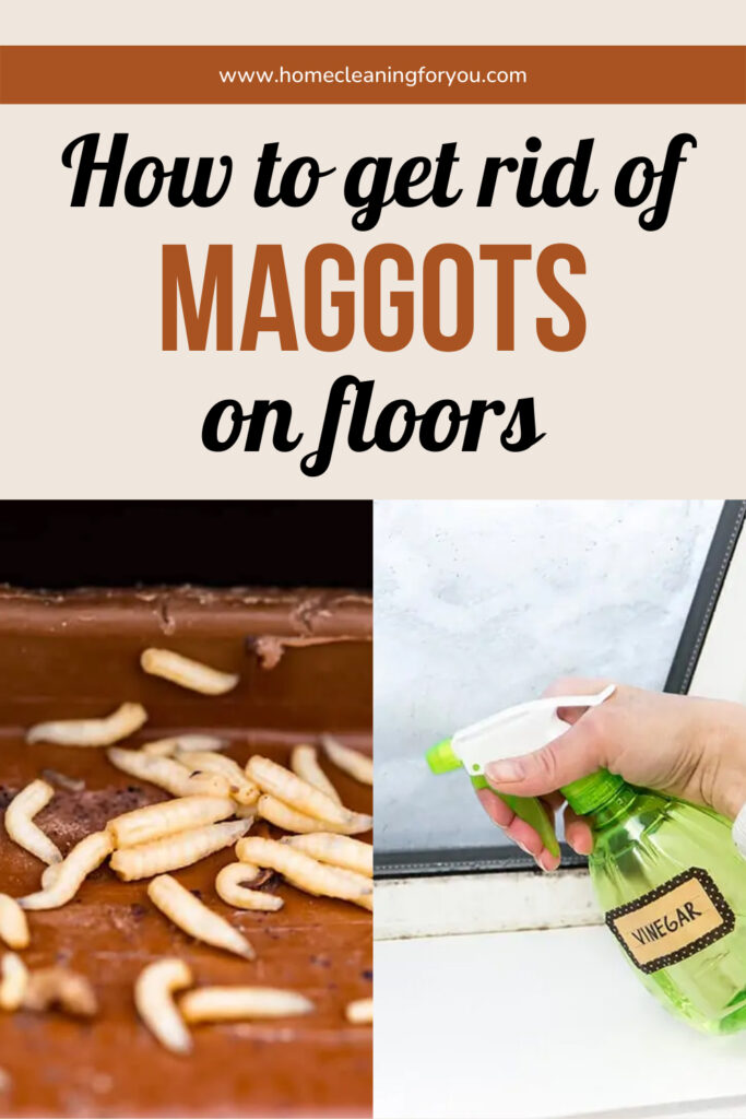 How To Get Rid Of Maggots On Floors