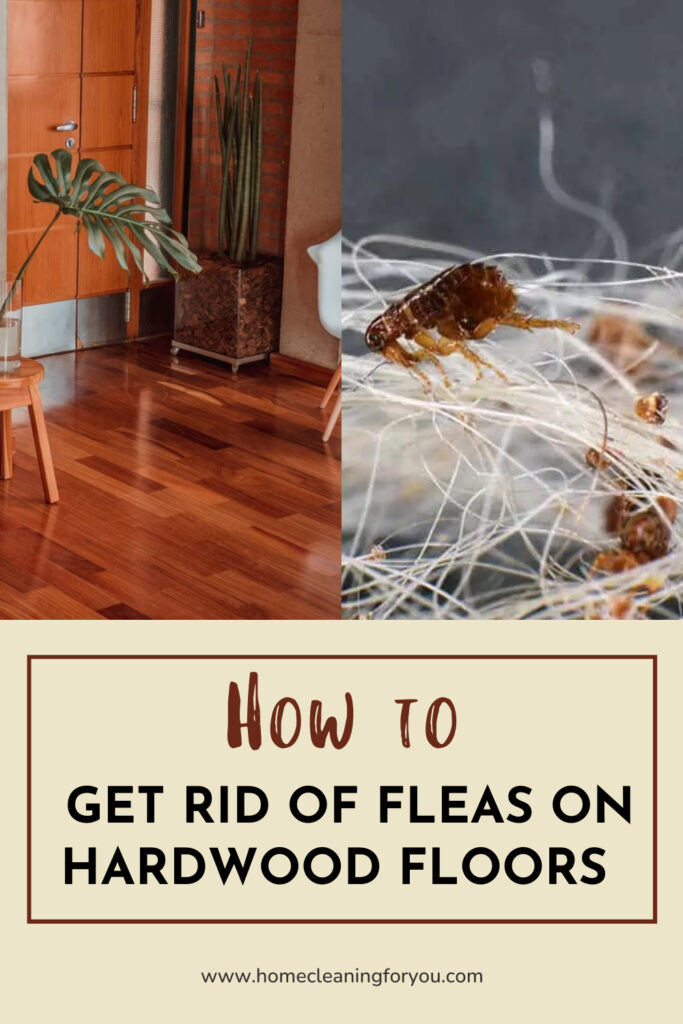 How To Get Rid Of Fleas On Hardwood Floors